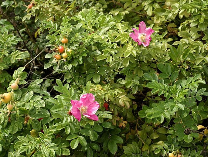 Rosa rugosa