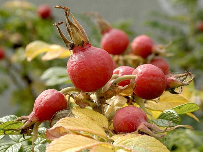 Rosa rugosa