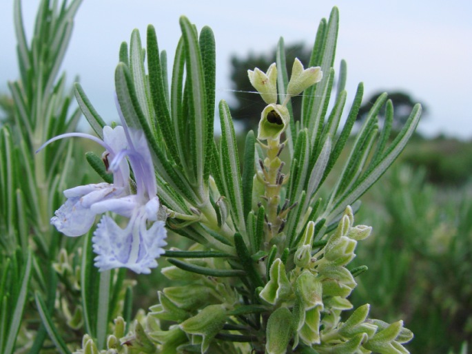 ROSMARINUS OFFICINALIS L. – rozmarýna lékařská / rozmarín lekársky