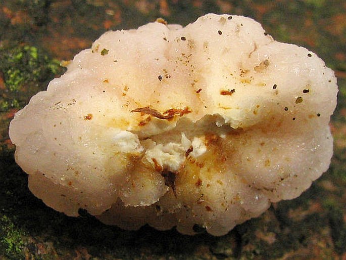 Tremella encephala