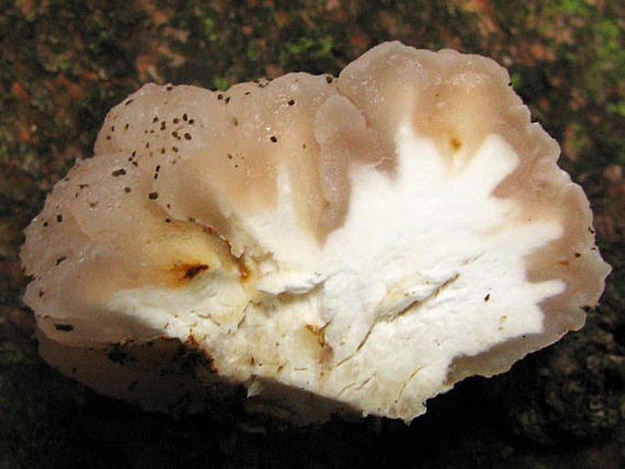 Tremella encephala