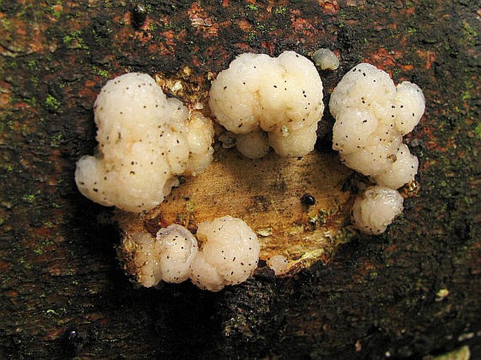 Tremella encephala