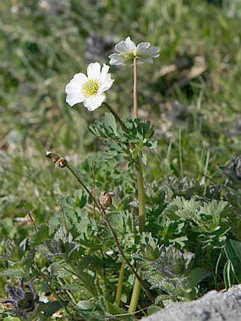 Callianthemum coriandrifolium