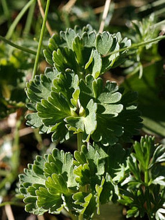 Callianthemum coriandrifolium