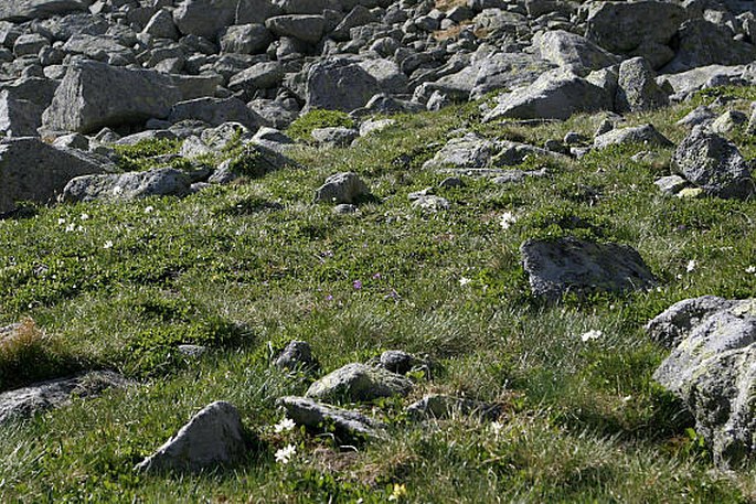 Callianthemum coriandrifolium