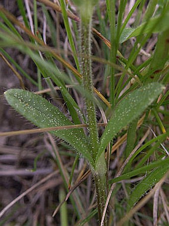 Cerastium holosteoides triviale