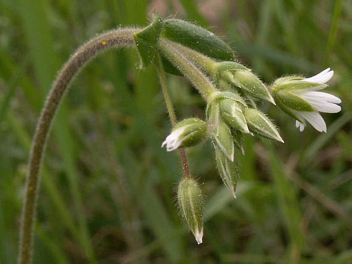 Cerastium holosteoides triviale