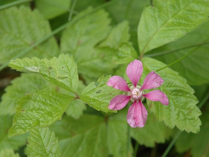 Rubus arcticus