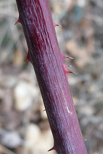 Rubus kletensis