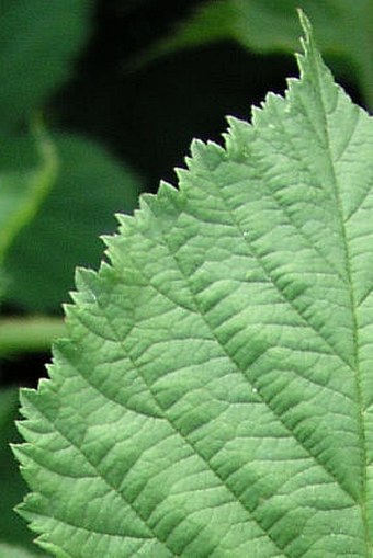 Rubus kletensis