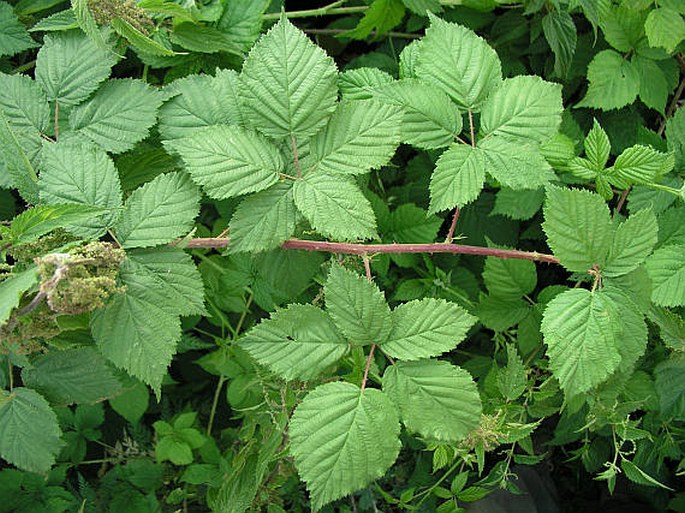 Rubus kletensis