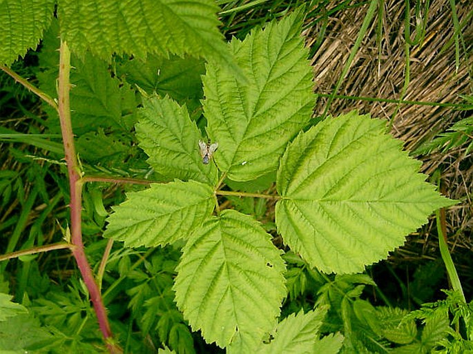 Rubus kletensis