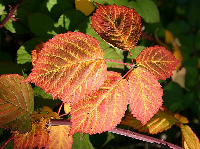 Rubus kletensis