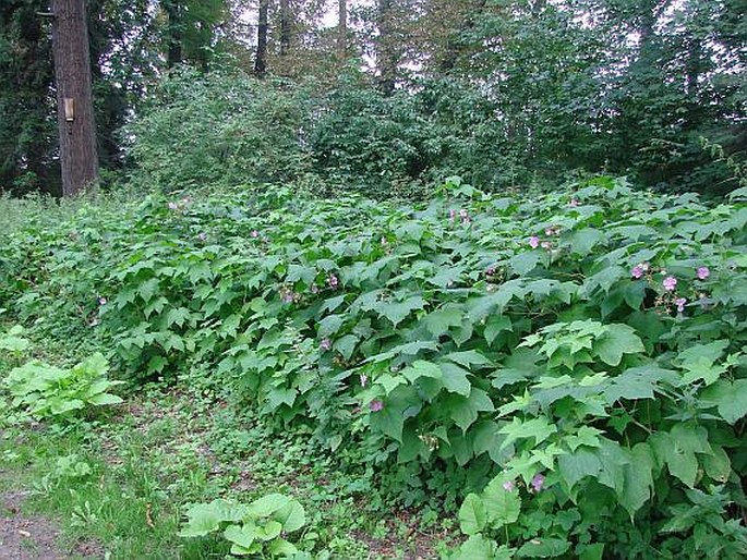 Rubus odoratus