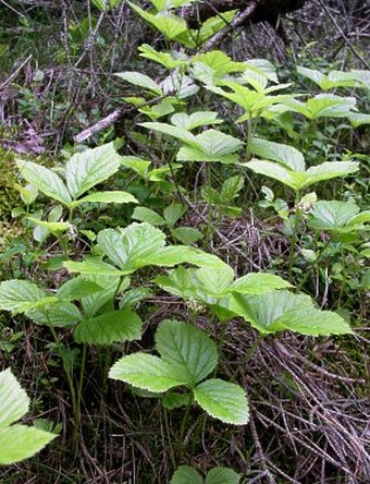 Rubus saxatilis