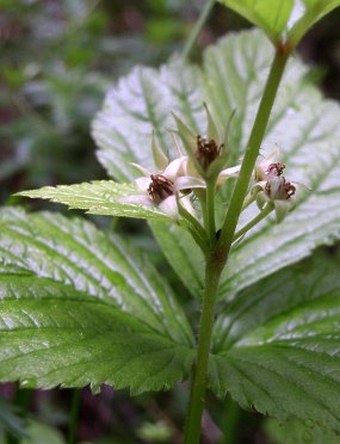 Rubus saxatilis