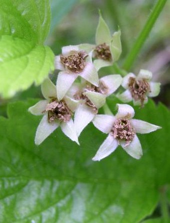 Rubus saxatilis