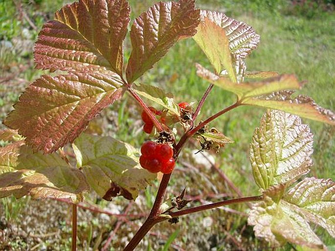 Rubus saxatilis