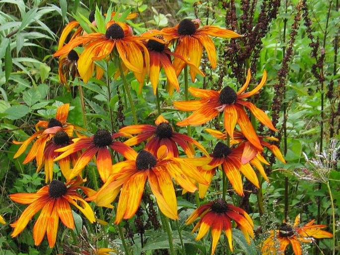 Rudbeckia hirta