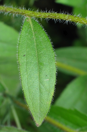 Rudbeckia hirta