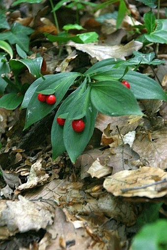 Ruscus hypoglossum