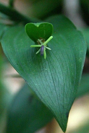 Ruscus hypoglossum