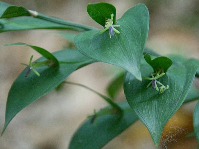 RUSCUS HYPOGLOSSUM L. – listnatec čípkový / listnatec jazykovitý