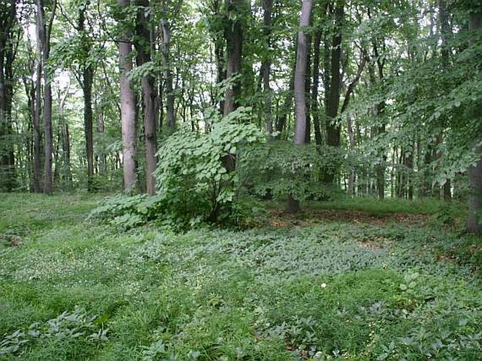 Ruscus hypoglossum