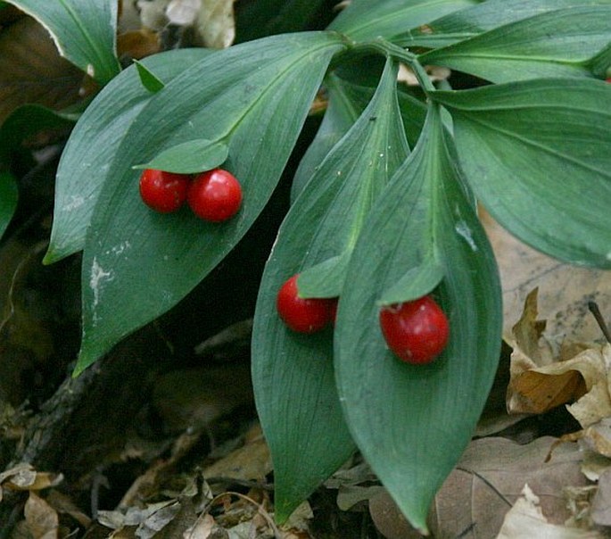 Ruscus hypoglossum