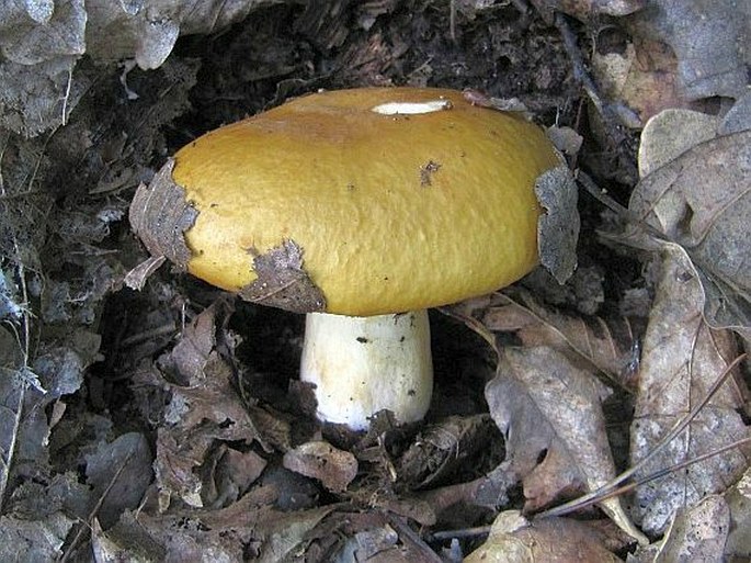 Russula ochroleuca