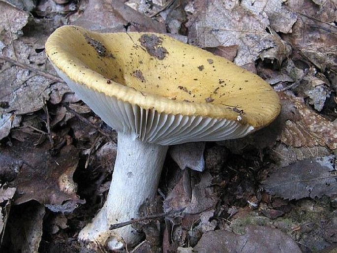 Russula ochroleuca