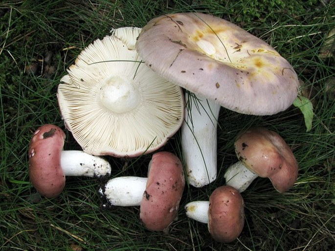 RUSSULA VESCA Fr. - holubinka mandlová / plávka mandľová