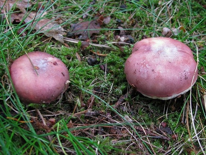 Russula vesca