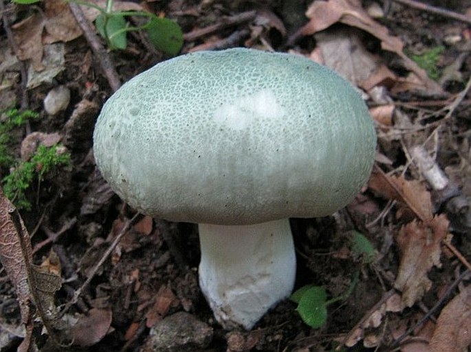 Russula virescens