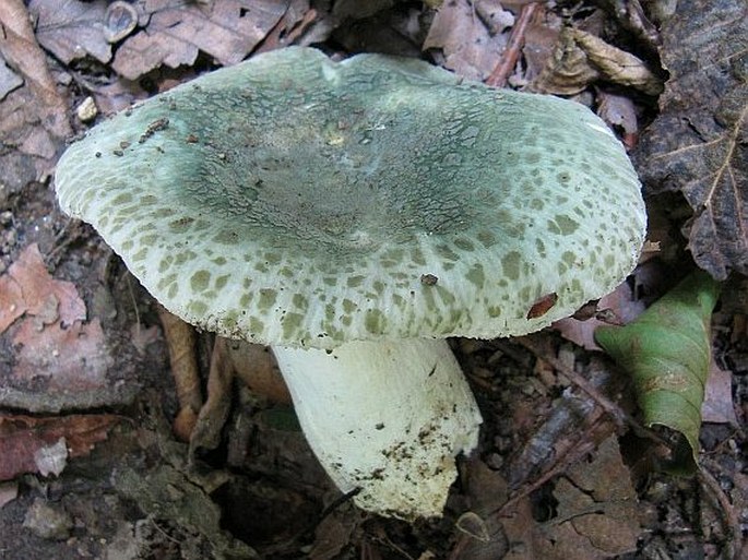 Russula virescens