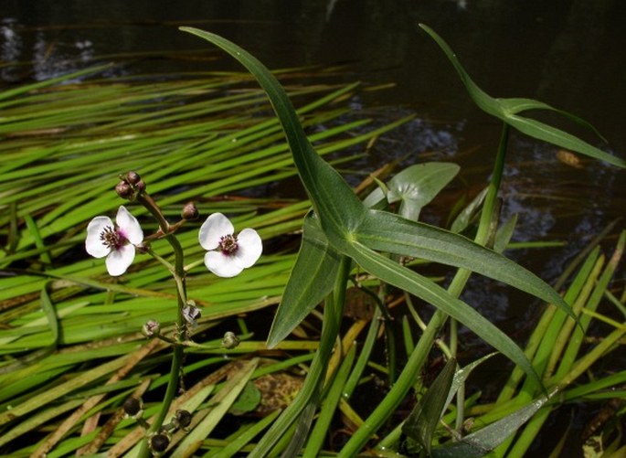 Sagittaria sagittifolia