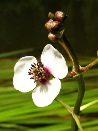 Sagittaria sagittifolia