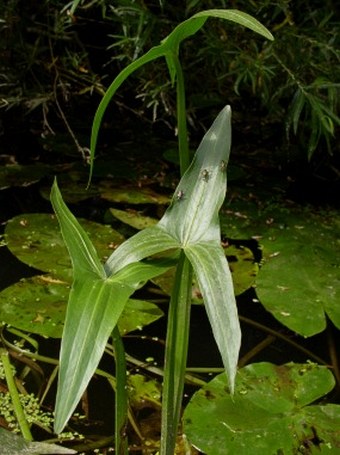 Sagittaria sagittifolia