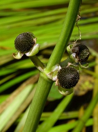 Sagittaria sagittifolia