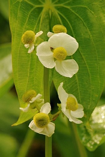 Sagittaria latifolia