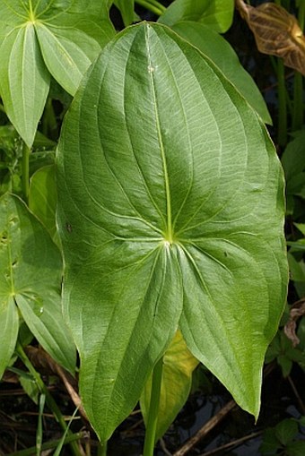 Sagittaria latifolia