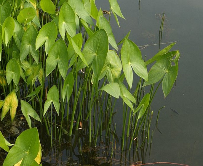 Sagittaria latifolia