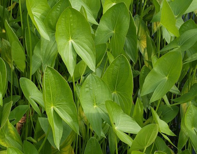 Sagittaria latifolia