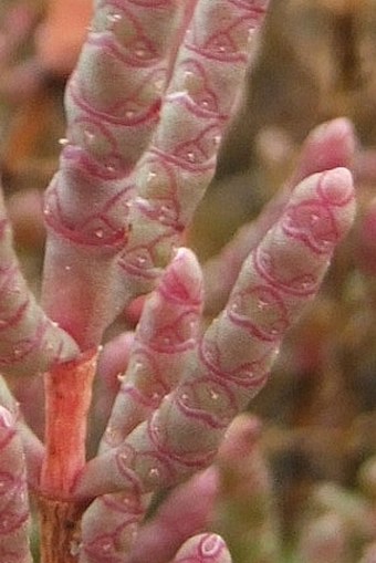 Salicornia prostrata