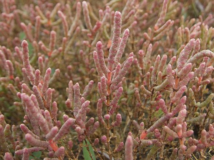 SALICORNIA PROSTRATA Pall. – slanorožec rozprostřený / slanorožec rozprestretý