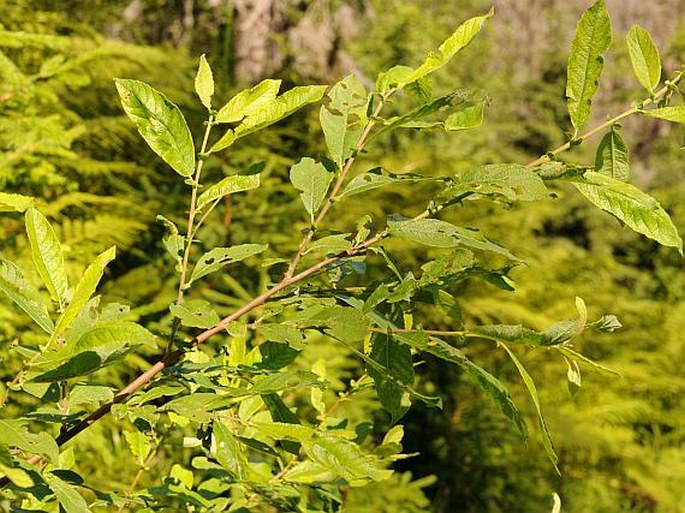 Salix appendiculata