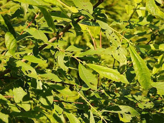 Salix appendiculata