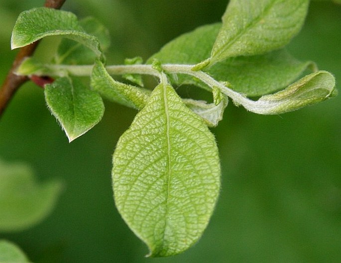 SALIX AURITA L. – vrba ušatá / vŕba ušatá