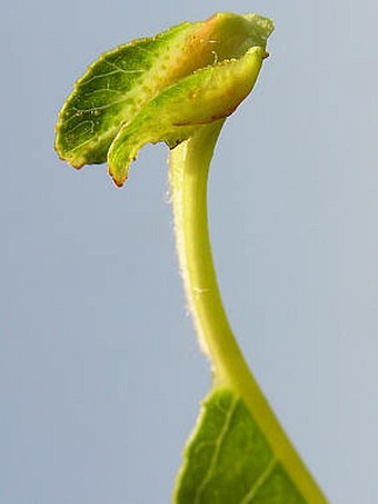 Salix daphnoides