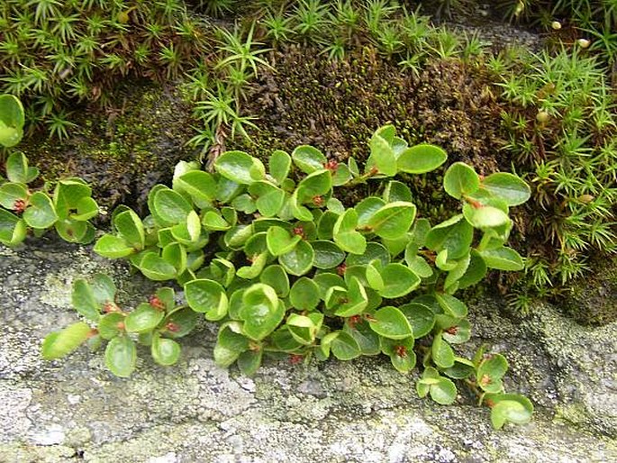 Salix herbacea